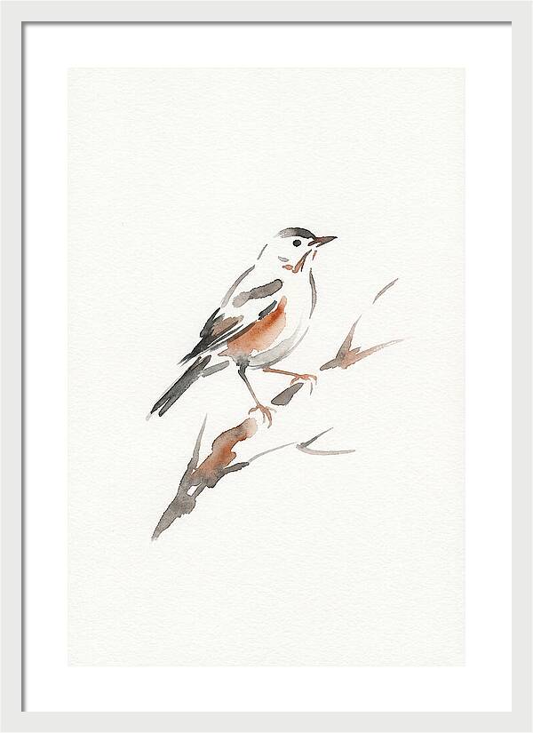 Thrush Perched Gracefully