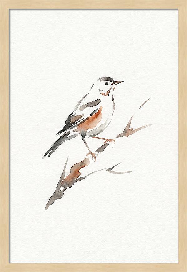 Thrush Perched Gracefully
