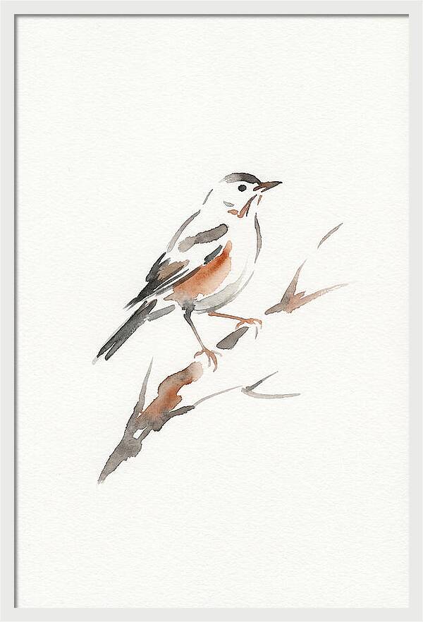 Thrush Perched Gracefully