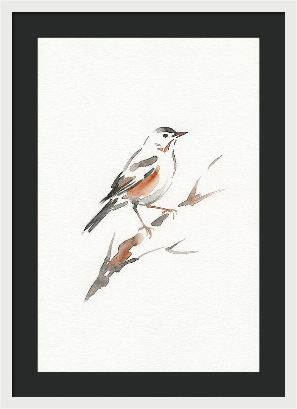 Thrush Perched Gracefully