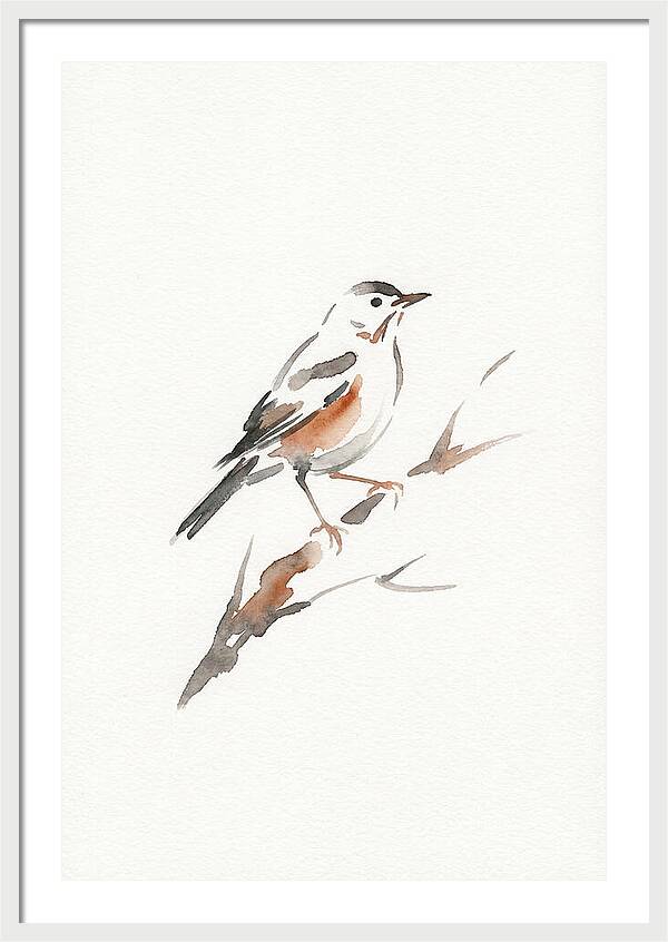 Thrush Perched Gracefully
