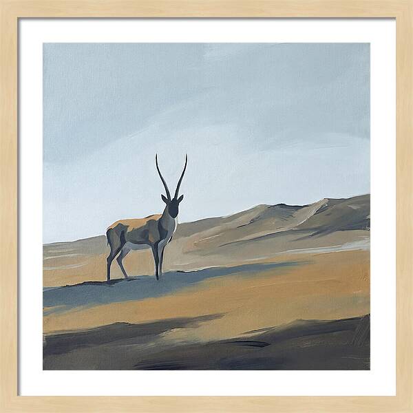 Tibetan Antelope In Tranquil Landscape