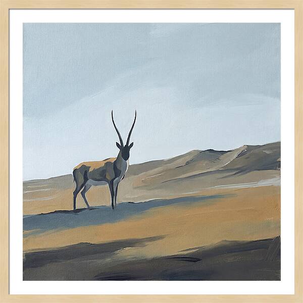 Tibetan Antelope In Tranquil Landscape
