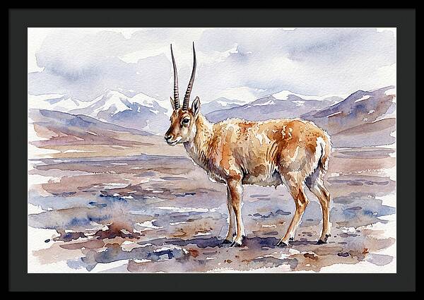 Tibetan Antelope In Watercolor