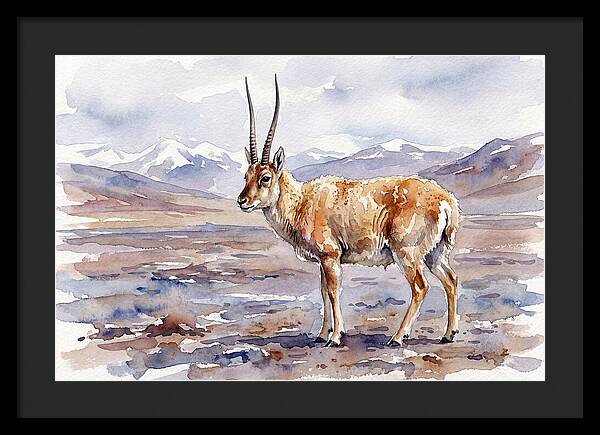 Tibetan Antelope In Watercolor