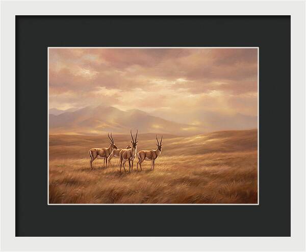 Tibetan Antelope Serenity