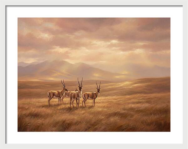 Tibetan Antelope Serenity