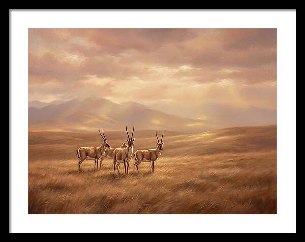 Tibetan Antelope Serenity