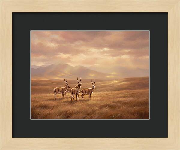 Tibetan Antelope Serenity