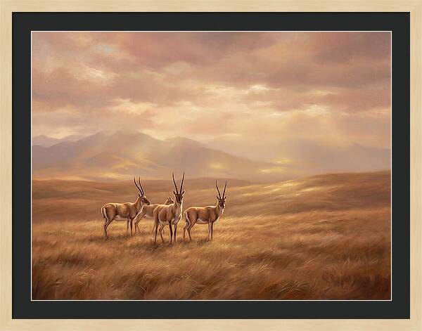 Tibetan Antelope Serenity