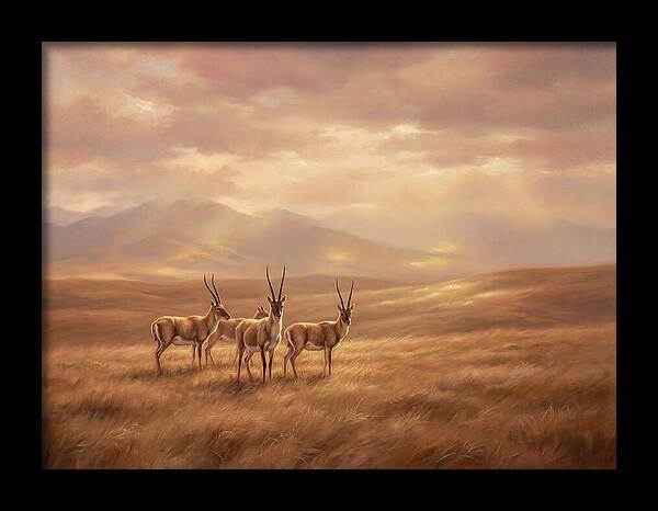 Tibetan Antelope Serenity