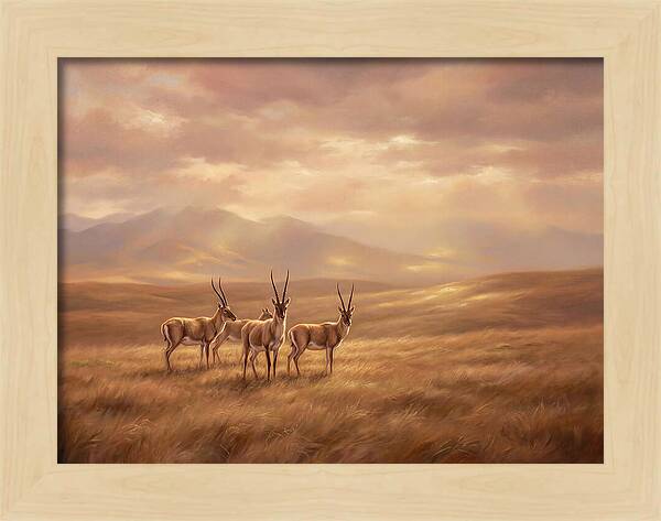 Tibetan Antelope Serenity