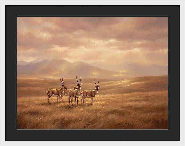 Tibetan Antelope Serenity