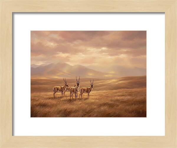Tibetan Antelope Serenity