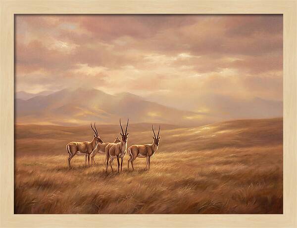 Tibetan Antelope Serenity