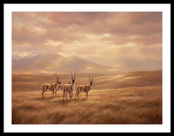Tibetan Antelope Serenity