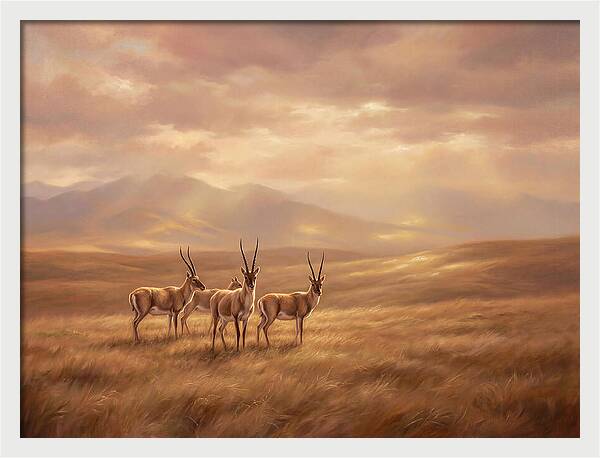 Tibetan Antelope Serenity