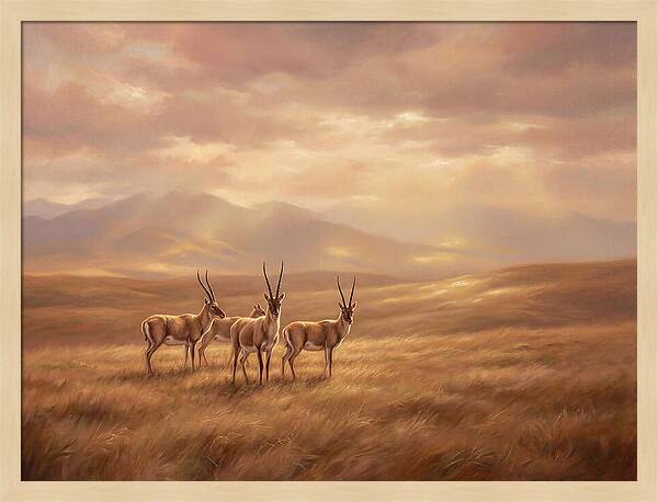 Tibetan Antelope Serenity