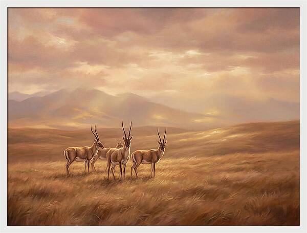 Tibetan Antelope Serenity