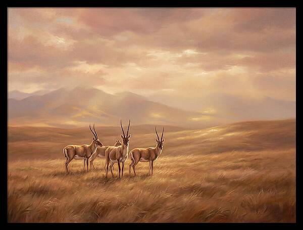Tibetan Antelope Serenity