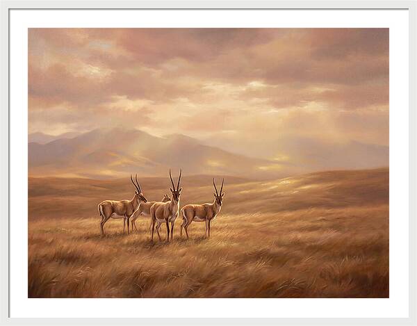 Tibetan Antelope Serenity