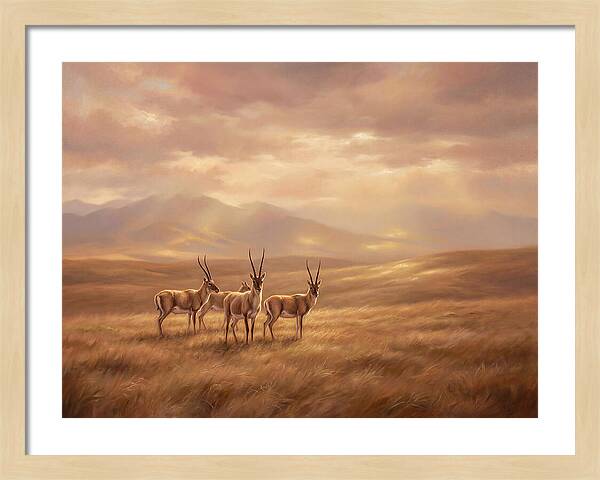 Tibetan Antelope Serenity