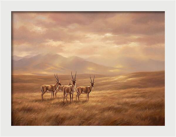 Tibetan Antelope Serenity
