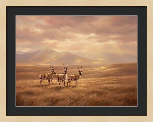 Tibetan Antelope Serenity