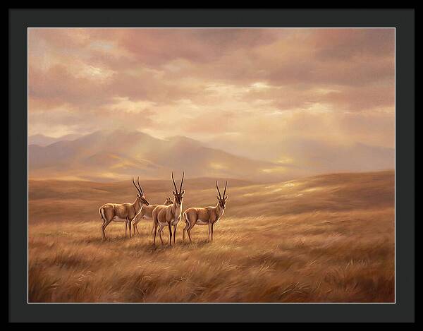 Tibetan Antelope Serenity