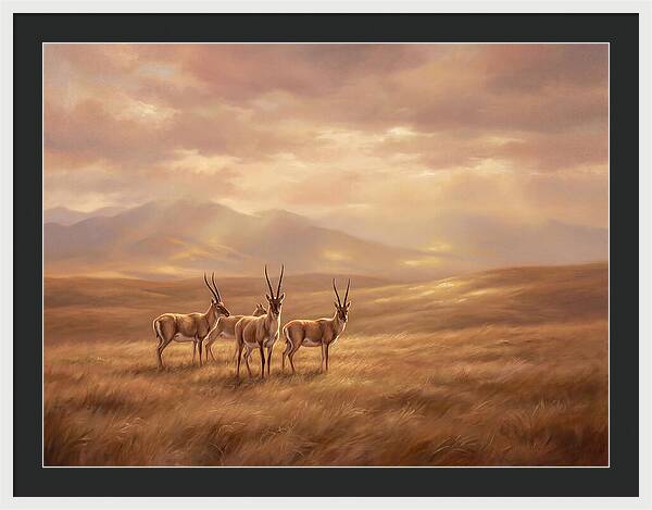 Tibetan Antelope Serenity