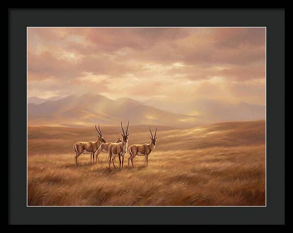 Tibetan Antelope Serenity