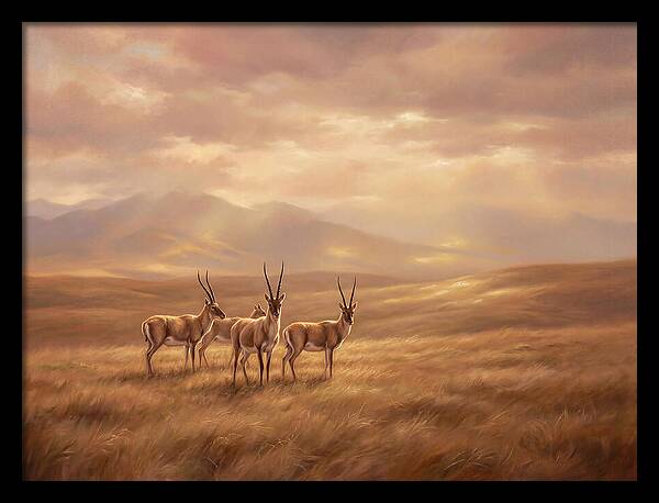 Tibetan Antelope Serenity