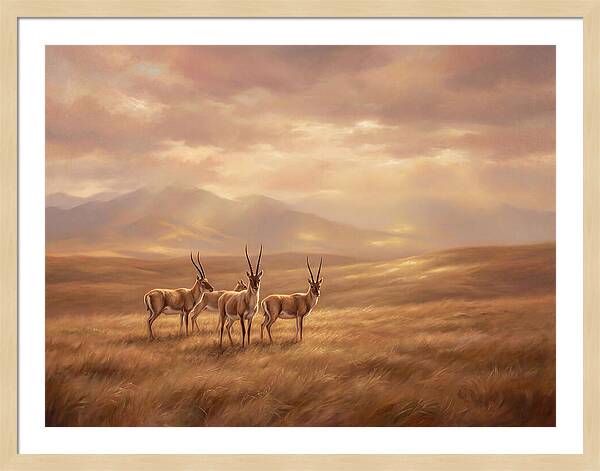 Tibetan Antelope Serenity