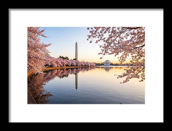 Tidal Basin Cherry Blossoms At Dawn
