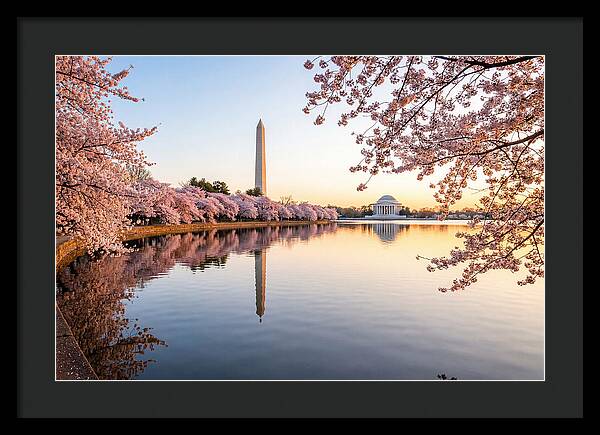 Tidal Basin Cherry Blossoms At Dawn