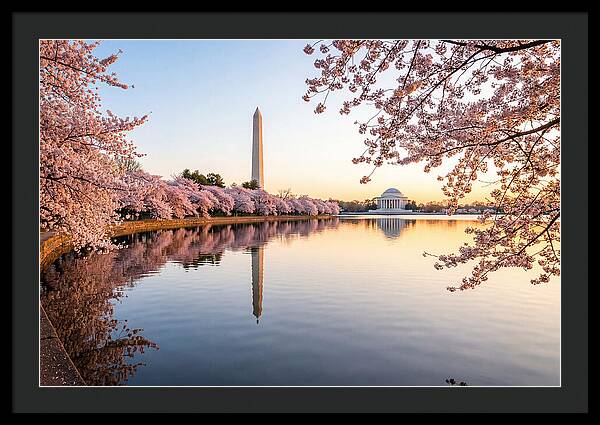 Tidal Basin Cherry Blossoms At Dawn