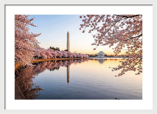 Tidal Basin Cherry Blossoms At Dawn