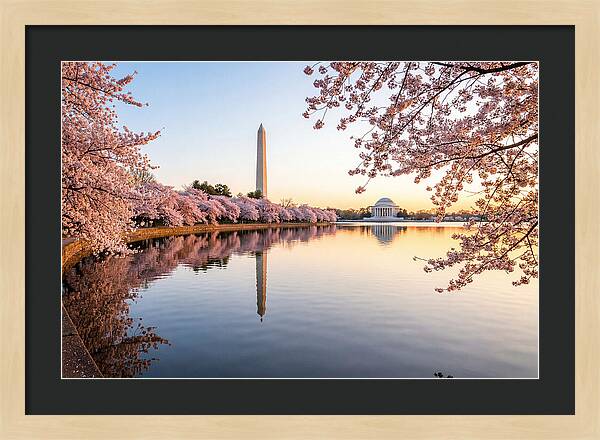 Tidal Basin Cherry Blossoms At Dawn