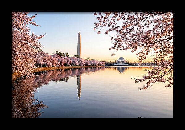 Tidal Basin Cherry Blossoms At Dawn