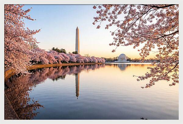 Tidal Basin Cherry Blossoms At Dawn