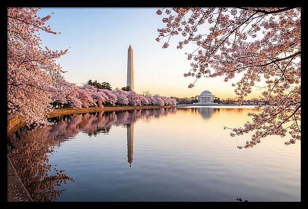 Tidal Basin Cherry Blossoms At Dawn