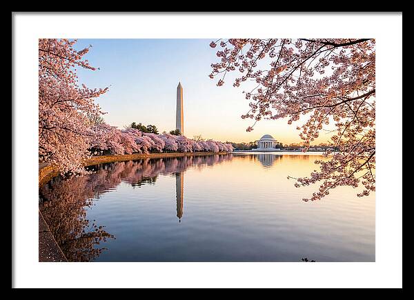 Tidal Basin Cherry Blossoms At Dawn