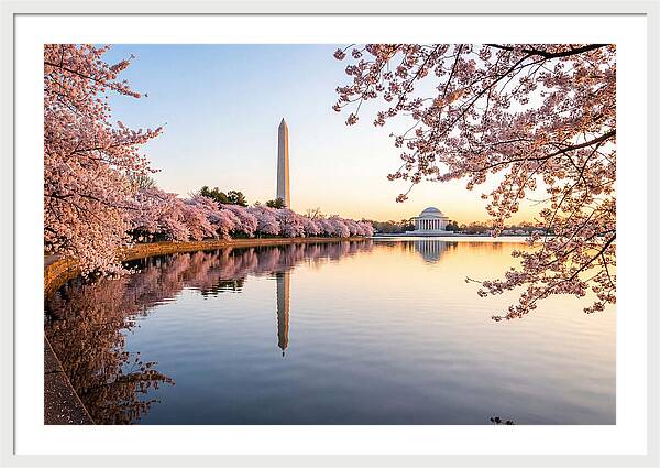 Tidal Basin Cherry Blossoms At Dawn