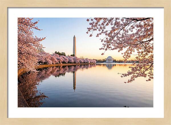 Tidal Basin Cherry Blossoms At Dawn