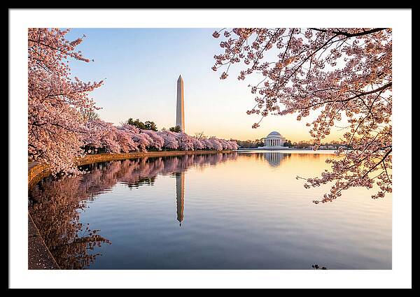 Tidal Basin Cherry Blossoms At Dawn