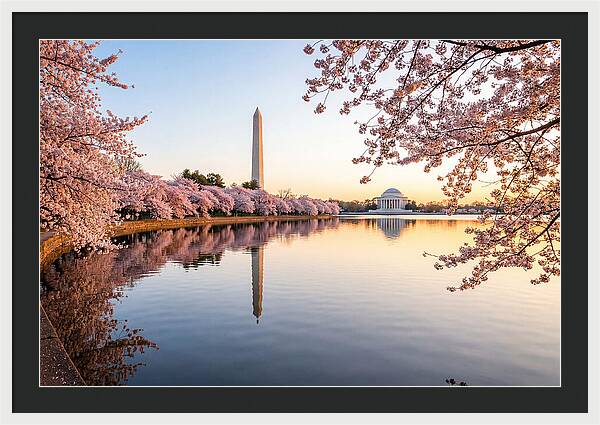Tidal Basin Cherry Blossoms At Dawn