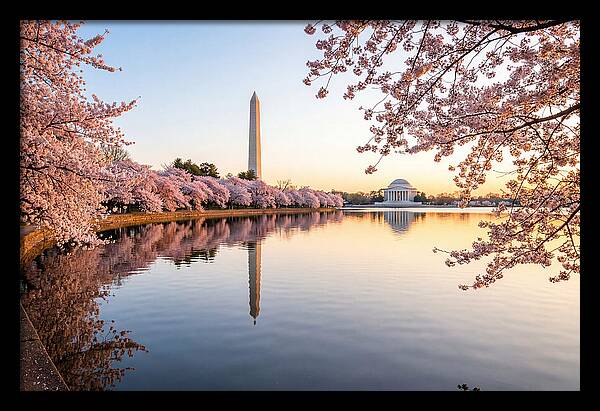 Tidal Basin Cherry Blossoms At Dawn