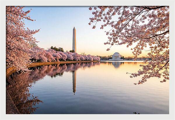 Tidal Basin Cherry Blossoms At Dawn