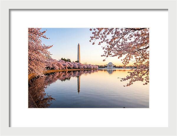 Tidal Basin Cherry Blossoms At Dawn