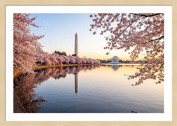 Tidal Basin Cherry Blossoms At Dawn
